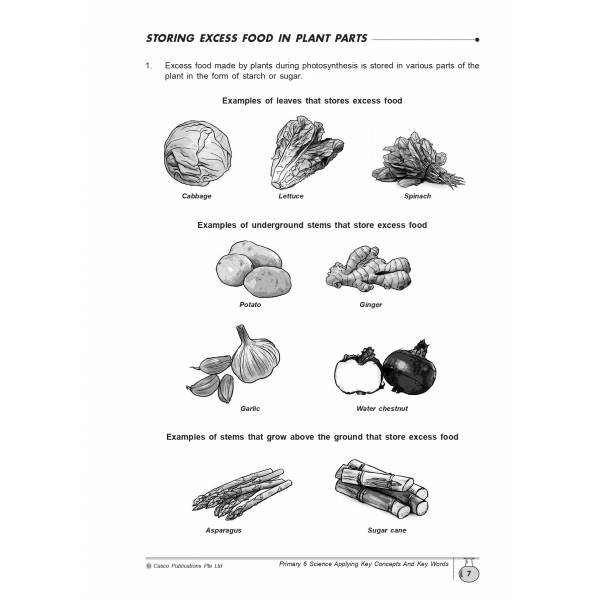 Science Applying Key Concepts & Key Words Primary 6 - 2nd Edition