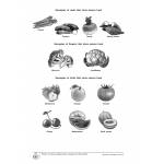 Science Applying Key Concepts & Key Words Primary 6 - 2nd Edition