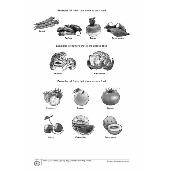 Science Applying Key Concepts & Key Words Primary 6 - 2nd Edition